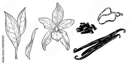 Detailed Vector Illustration of Vanilla Beans and Flower on a Transparent Background