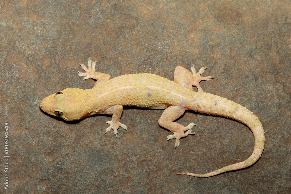 Naklejka premium Close-up of a cute Tropical House Gecko (Hemidactylus mabouia), also called the Cosmopolitan House Gecko, on a rock in KwaZulu-Natal, South Africa