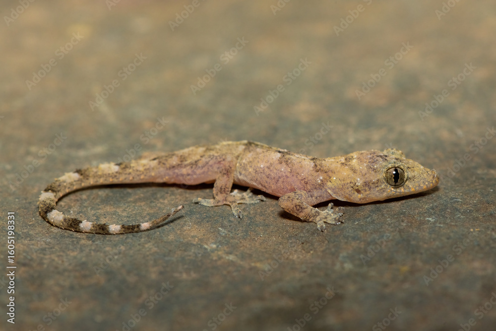 Obraz premium Close-up of a cute juvenile Tropical House Gecko (Hemidactylus mabouia), also called the Cosmopolitan House Gecko, on a rock in KwaZulu-Natal, South Africa