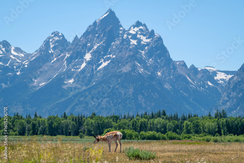Foto Grand Teton National Park