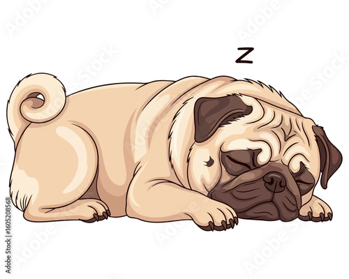 Adorable purebred English Bulldog puppy portrait, isolated on white, a cute domestic animal