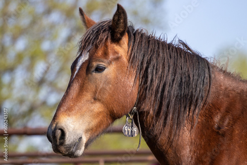 portrait of a horse