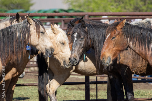 Up close wild horses in pen