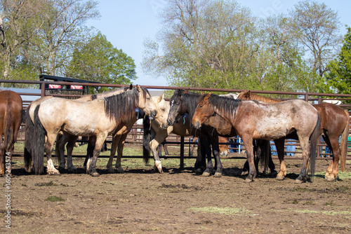 wild horses holding pen for adoption