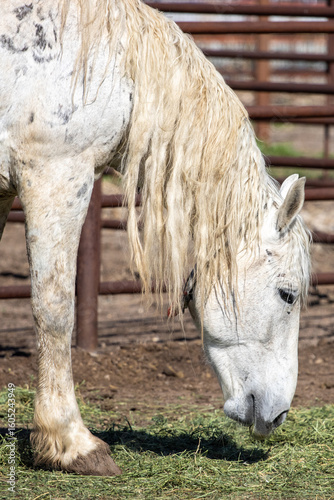 white horse eating hay