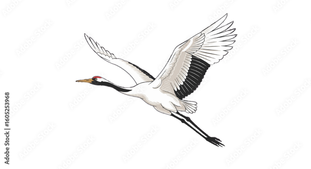 Obraz premium A crane bird flying, elegant vector, white background