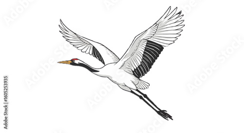 A crane bird flying, elegant vector, white background