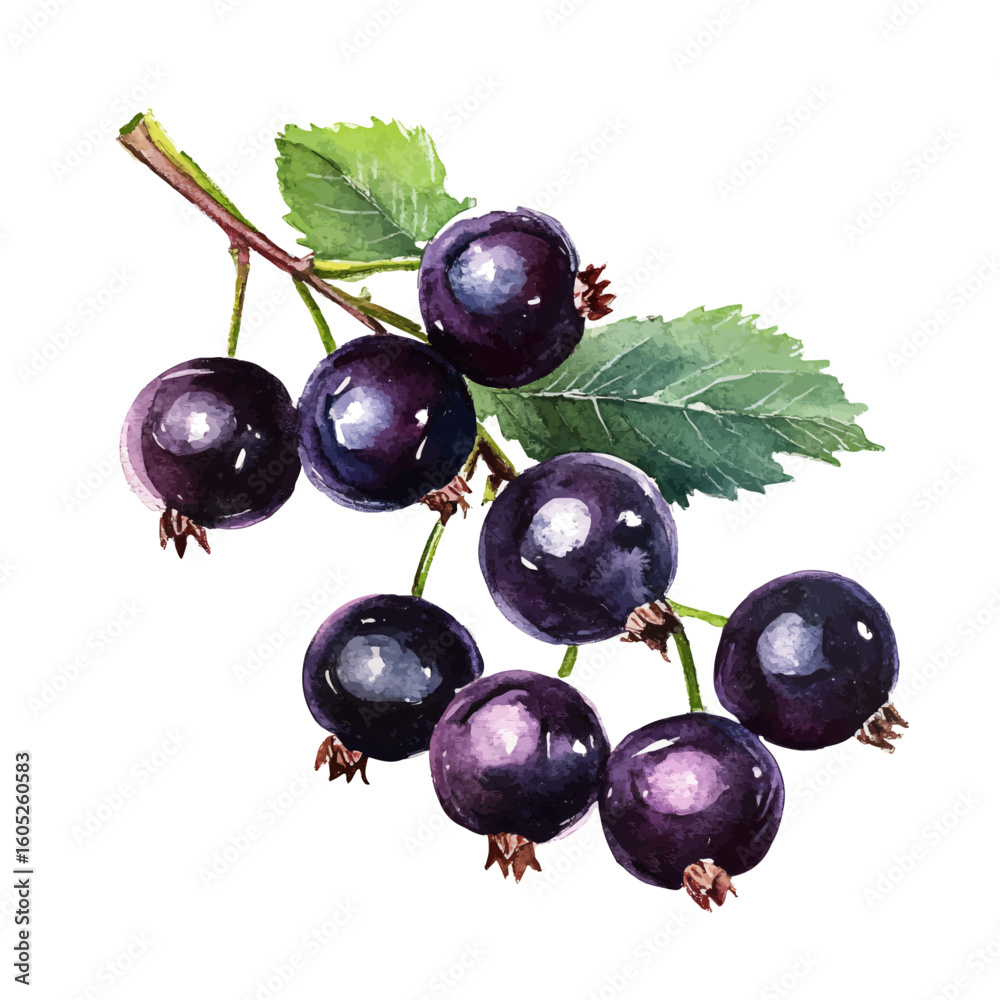 Ταπετσαρία My Watercolor hand-painted Blackcurrant tree branch painting illustration isolated on a white background, vector illustration, AI painting design, EPS format design