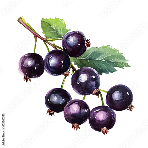 My Watercolor hand-painted Blackcurrant tree branch painting illustration isolated on a white background, vector illustration, AI painting design, EPS format design. vector