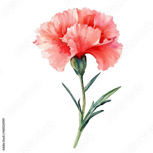 My Watercolor hand-painted Carnation flowers branch painting illustration isolated on a white background, vector illustration, AI painting design, EPS format design. vector