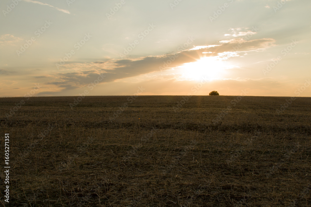 Fototapeta premium A field of grass
