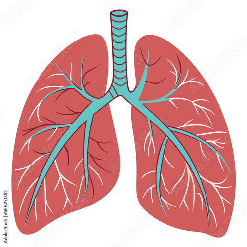 Vector art of an artistic illustration of human lungs with airways and bronchi
