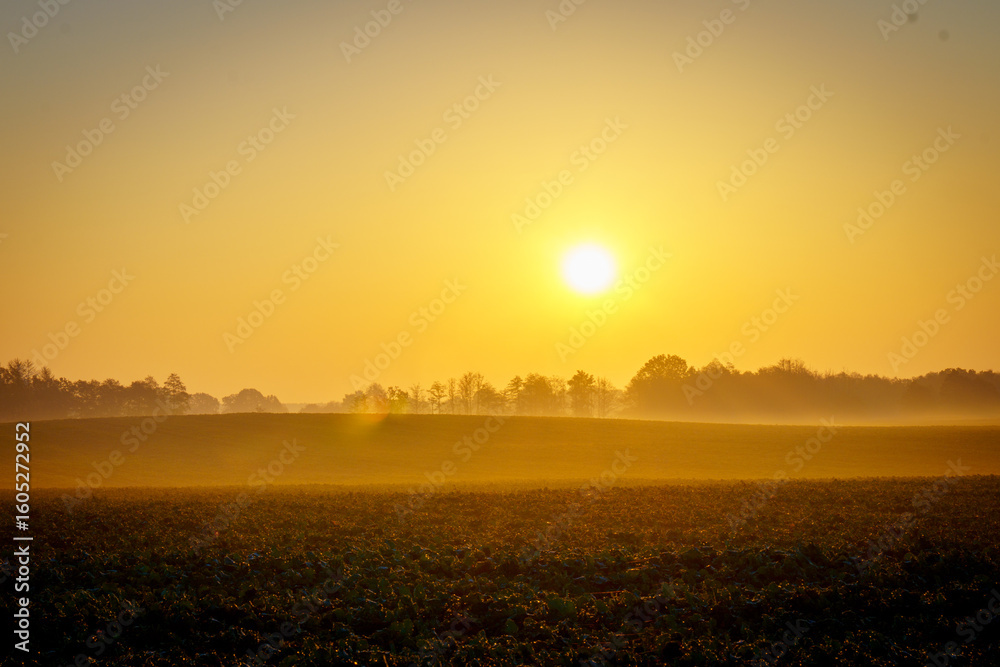 Fotobehang Oranje Sunrise over misty rural field with golden light and autumn landscape #1605272952