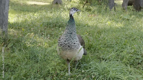 Beautiful Peacock Standing on Grass
