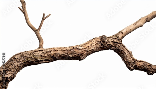 dead tree isolated on white background