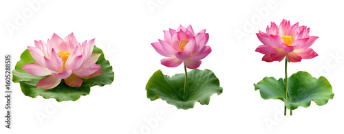 Pink lotus flowers with green leaves set 