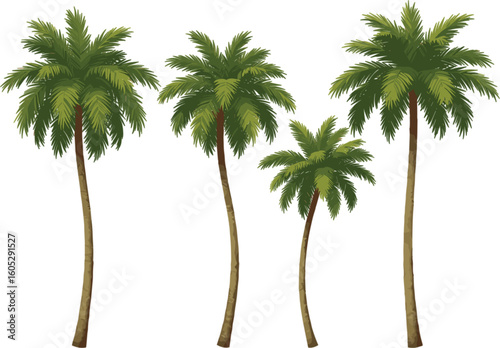 Palm tree vector set, tropical island trees with green fronds and brown trunks, isolated nature illustration on white background, vacation and summer theme artwork for stock