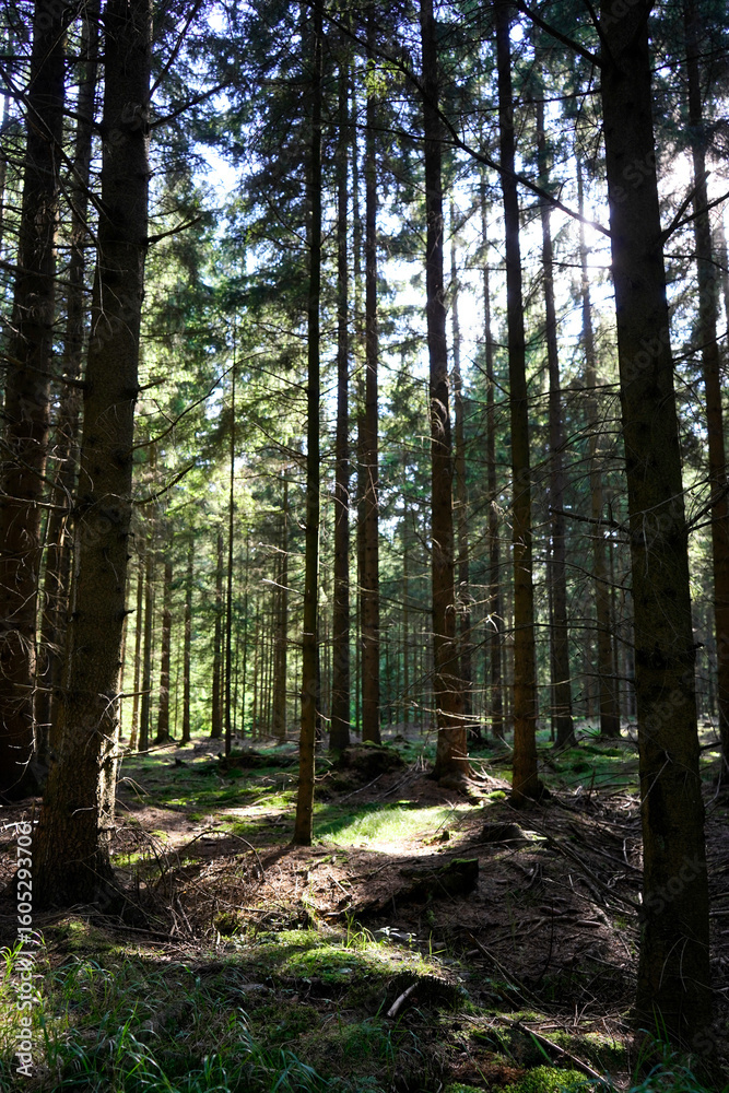 Fototapeta premium Stillness threads through vertical giants. Moss remembers every step. A hidden clearing glows like memory. The forest does not speak it listens.