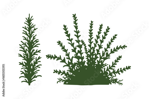 Two green evergreen shrubs isolated on white background