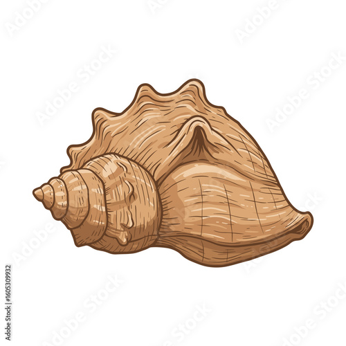 Detailed seashell illustration with textured surface. Vector illustration