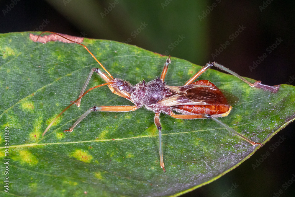Naklejka premium Brown and Orange Assassin Bug Resting on Green Foliage