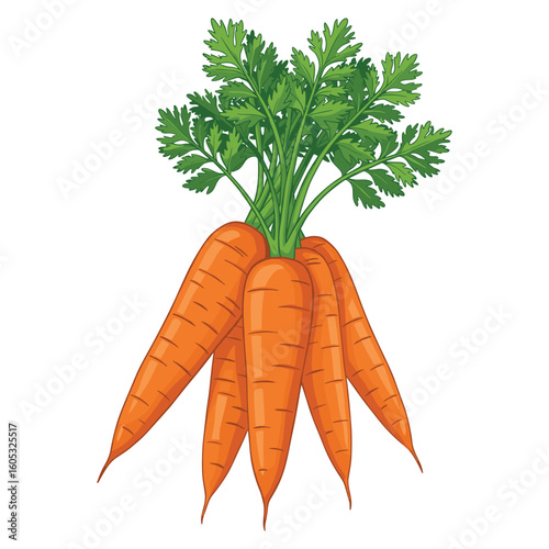 Fresh vibrant organic carrots with lush green leaves. Vector illustration