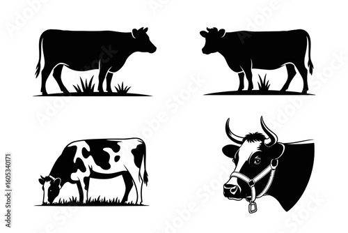 Black and white cow illustrations cattle livestock