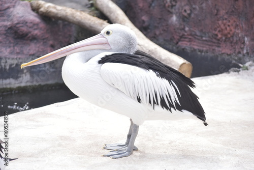 Australian pelican (Pelecanus conspicillatus) is a large waterbird in the family Pelecanidae. It is a predominantly white bird with black wings and a pink bill. Potrait.
