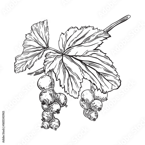Black currant berry bunch on branch with leaves. Hand drawn vector illustration. Black and white Sketch of garden plant. Isolated on white background for farmers, package, cosmetic