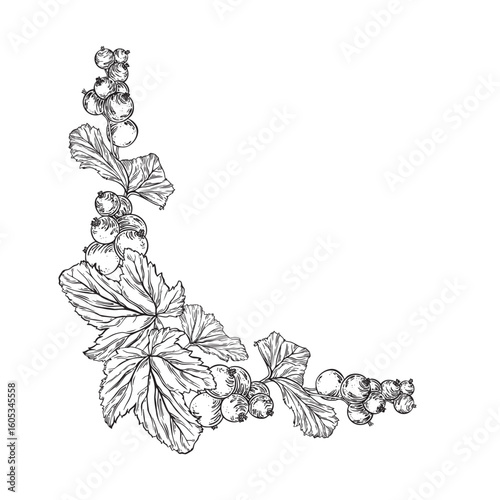Black currant plant with berry, leaves and branches in sketch outline style. Summer garland of berry. Hand drawn botanical frame at black ink for food and cosmetics packaging, cards, textile