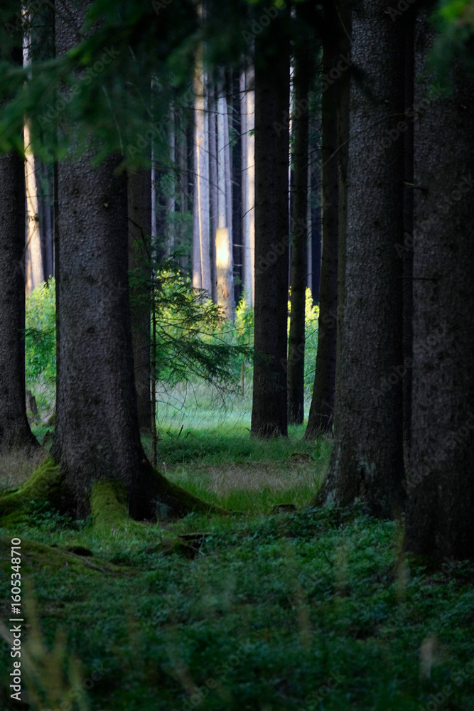 Fototapeta premium Stillness threads through vertical giants. Moss remembers every step. A hidden clearing glows like memory. The forest does not speak it listens.