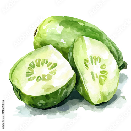 My Watercolor hand-painted green sliced Chayote painting illustration isolated on a white background, vector illustration, AI painting design, EPS format design. vector illustration