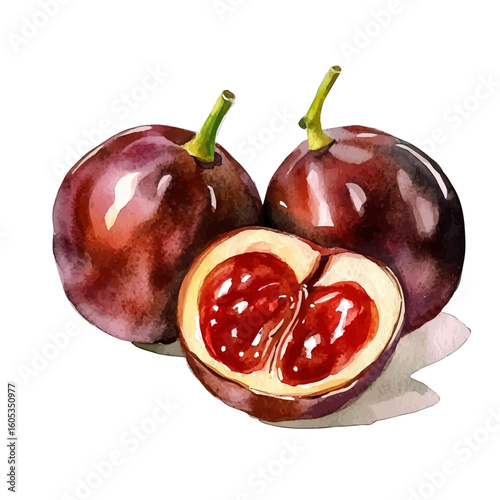 My Watercolor hand-painted sliced Jujube painting illustration isolated on a white background, vector illustration, AI painting design, EPS format design. vector illustration