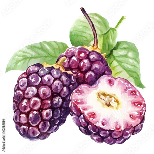 My Watercolor hand-painted sliced Mulberry painting illustration isolated on a white background, vector illustration, AI painting design, EPS format design. vector illustration