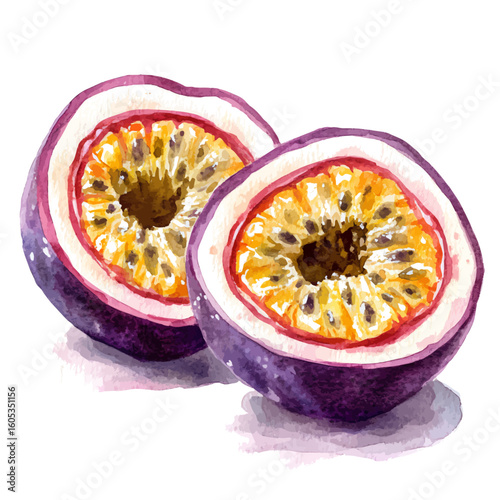 My Watercolor hand-painted sliced Passion Fruit painting illustration isolated on a white background, vector illustration, AI painting design, EPS format design. vector illustration
