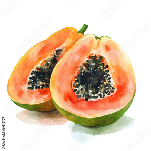 My Watercolor hand-painted sliced Papaya painting illustration isolated on a white background, vector illustration, AI painting design, EPS format design. vector illustration
