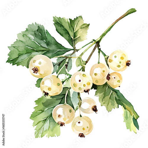 My Watercolor hand-painted White Currant branch with leaves painting illustration isolated on a white background, vector illustration, AI painting design, EPS format design. vector illustration