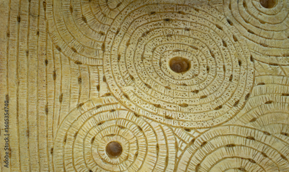 Fototapeta premium Compact Bone Model Showing Lamellae and Haversian System