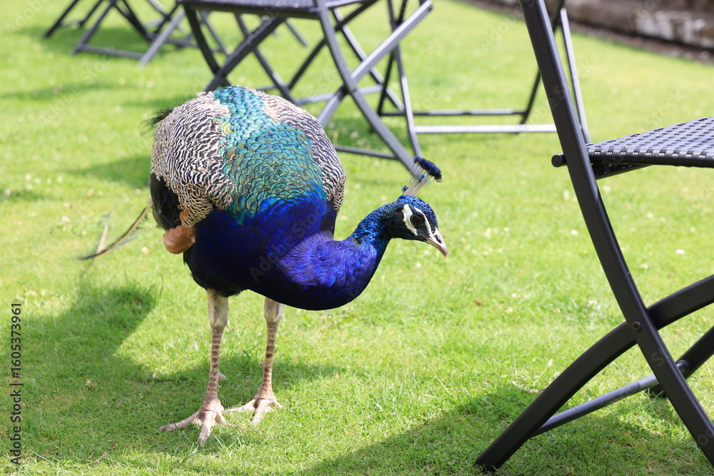 Fototapeta premium peacock in the park