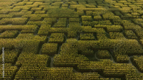 Labyrinthe végétal dans un champ de maïs