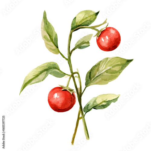 My Watercolor hand-painted red Jostaberry branch with leaf painting illustration isolated on a white background, vector illustration, AI painting design, EPS format design. vector illustration