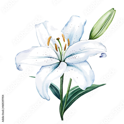 My Watercolor hand-painted white Lily with bud and leaf painting illustration isolated on a white background, vector illustration, AI painting design, EPS format design. vector illustration
