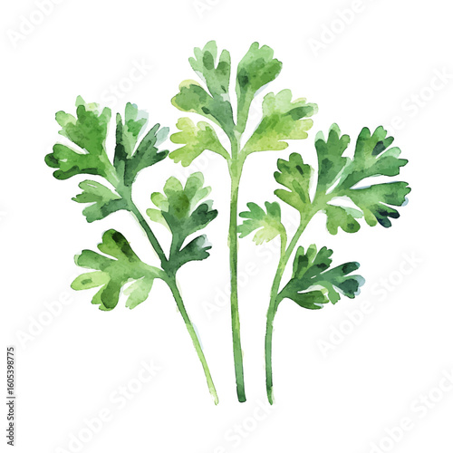 My Watercolor hand-painted Coriander leaves painting illustration isolated on a white background, vector illustration, AI painting design, EPS format design. vector illustration
