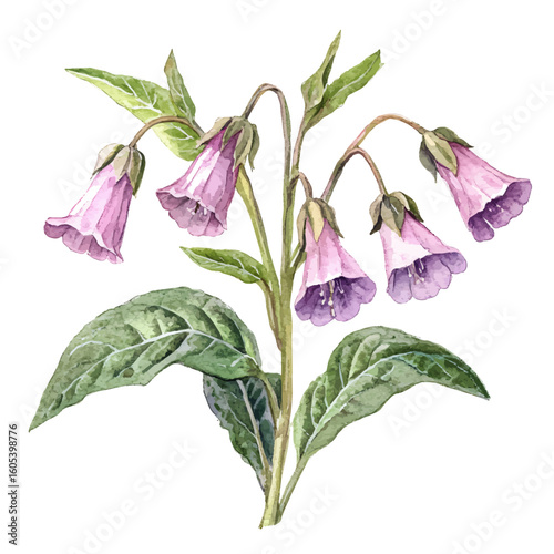 My Watercolor hand-painted Comfrey flower with leaf painting illustration isolated on a white background, vector illustration, AI painting design, EPS format design. vector illustration
