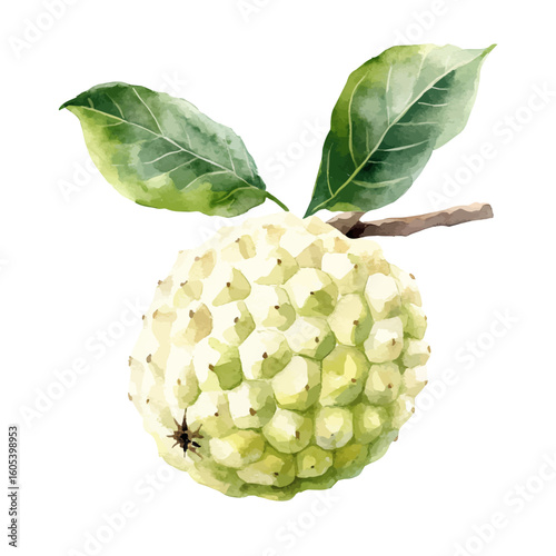 My Watercolor hand-painted Custard Apple with leaf painting illustration isolated on a white background, vector illustration, AI painting design, EPS format design. vector illustration