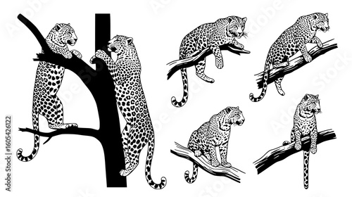 Leopards in various poses on tree branches, showcasing their agility and arboreal nature