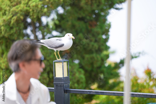Billede på lærred At a seaside cafe terrace, a Korean man and woman in their late 50s enjoy afternoon coffee and cake while a seagull watches from nearby, creating a peaceful and gentle scene