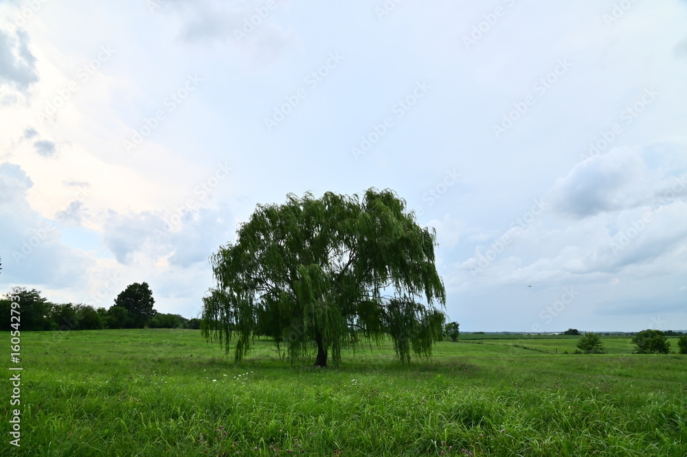 Fototapeta premium Weeping Willow Tree in a Field