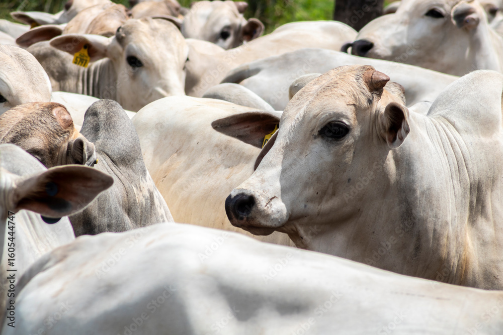 Fototapeta premium Herd of Nelore cattle grazing in a pasture on the brazilian ranch