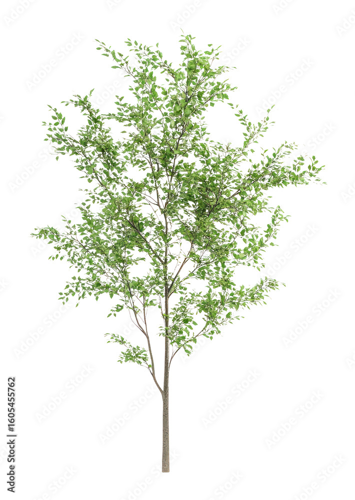 PNG Real ash tree background isolated green. PNG Real ash tree background isolated green.